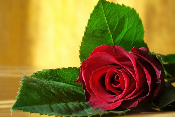 Eine rote Rose auf dem Tisch