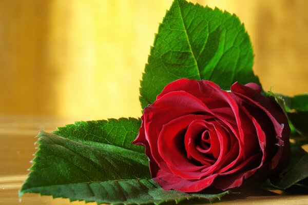 One red rose on the table