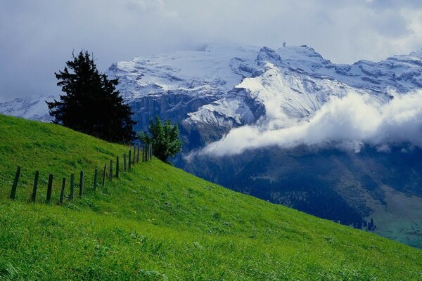 Wiese mit grünem Gras und Bergen