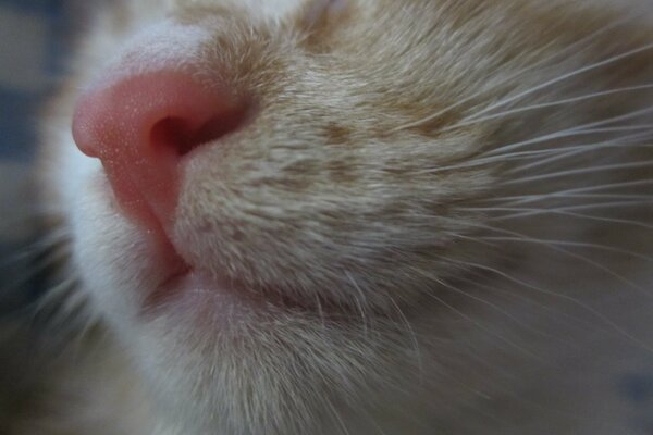 Macro photography of the nose of a red kitten