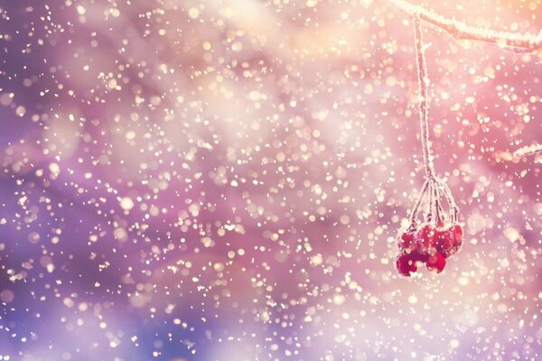 A branch of winter mountain ash in snowflakes