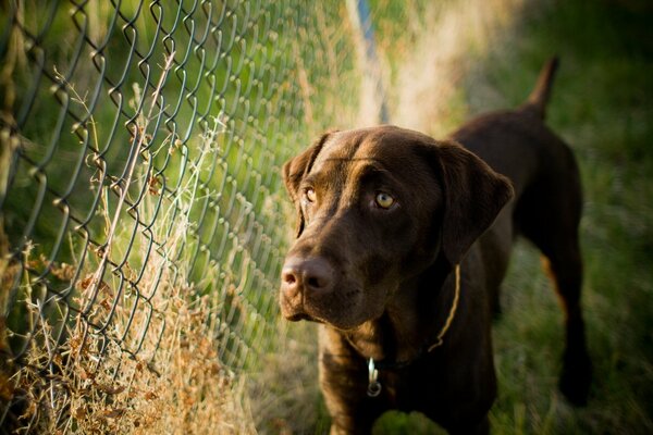 Der Hund vermisst den Besitzer hinter dem Zaun