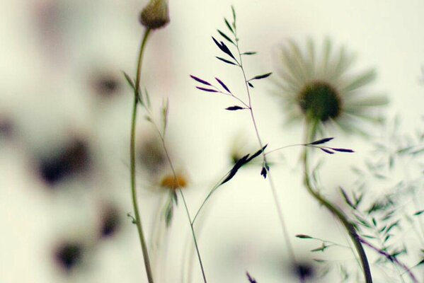 The gentle nature of a white flower