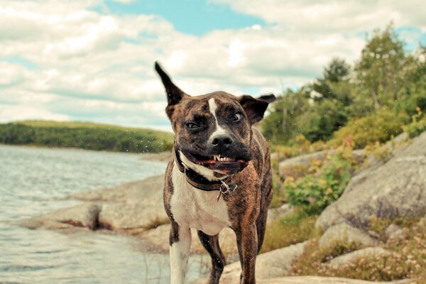 Handsome dog moves his muzzle