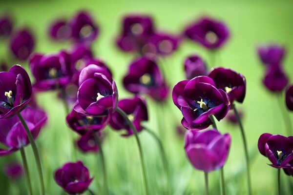 Flores de tulipán púrpura tulipanes sobre fondo verde