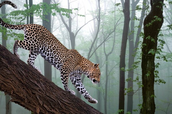 Il leopardo scende ordinatamente lungo un ramo