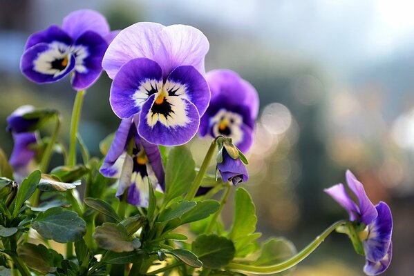 Aiuola estiva, fiore di viole del pensiero