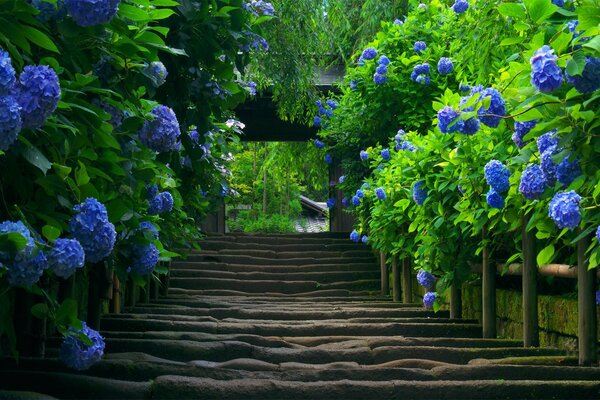 Japan staircase hydrangea flowers