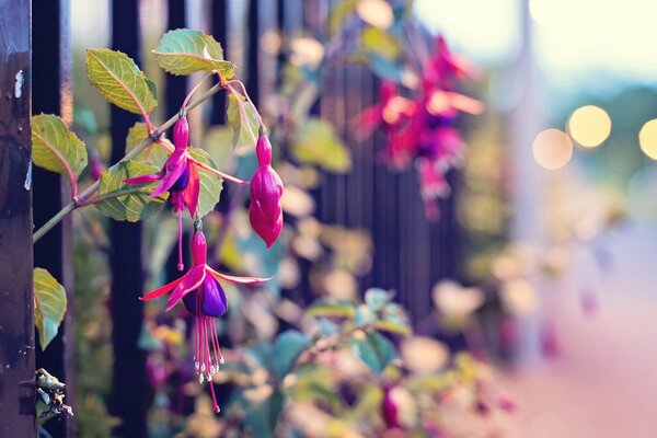 Hermosas flores crecen a través de la cerca