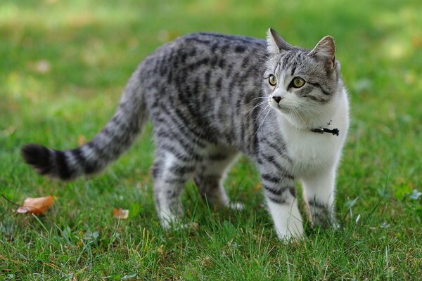 A cat in a green meadow on the background