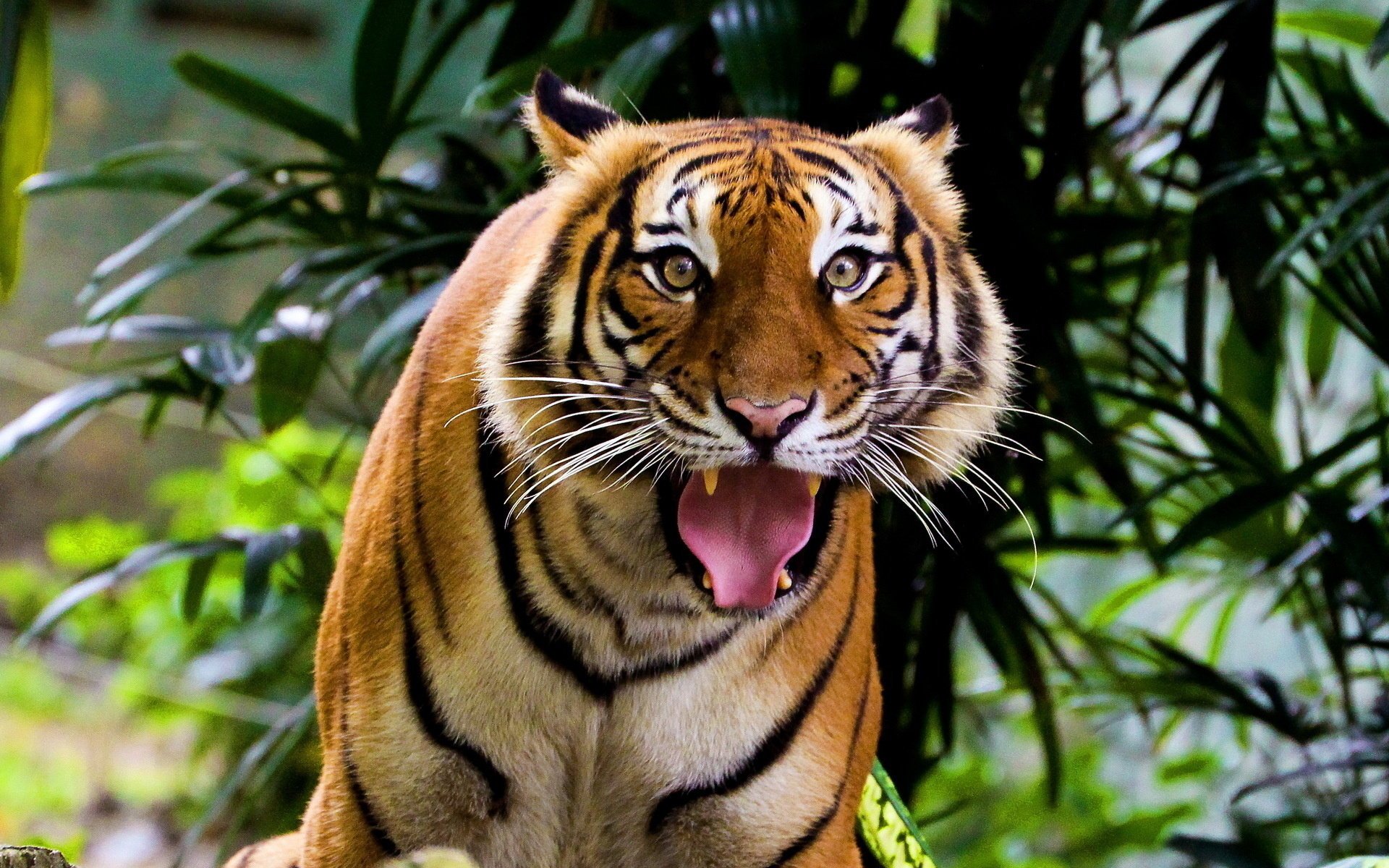 indisch tiger schnurrbart schnauze blick überrascht