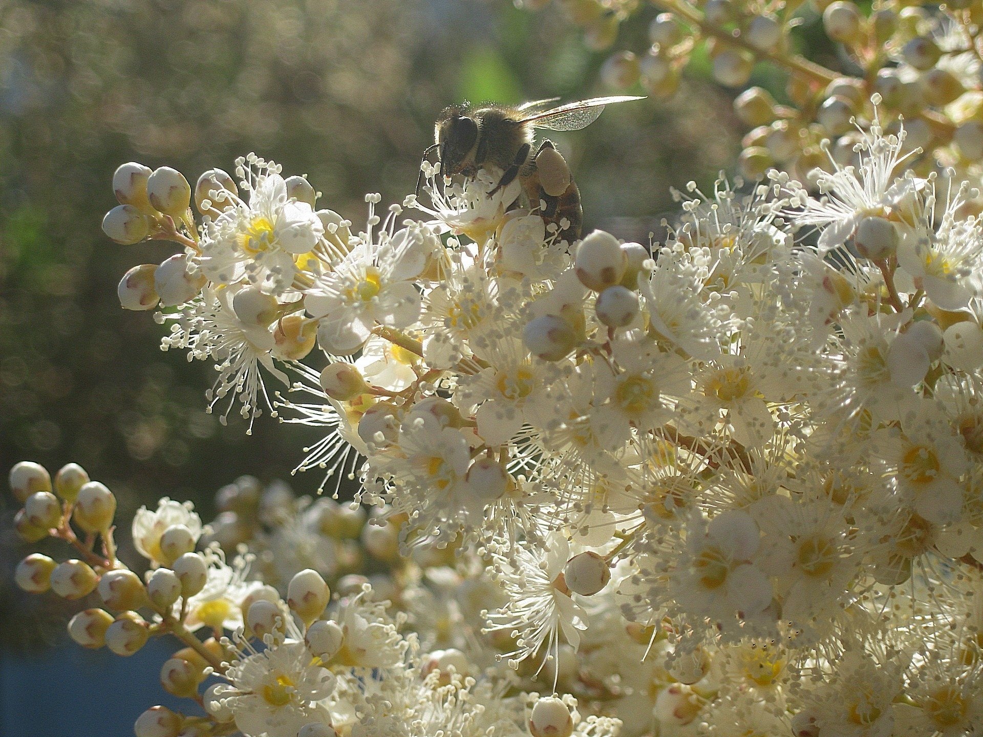 flowers a fieldfare white brush bee