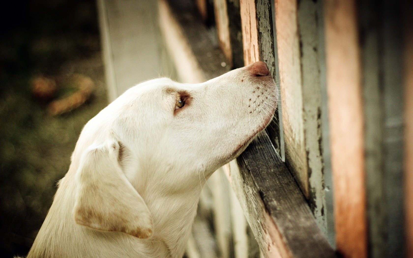 retriever pies płot