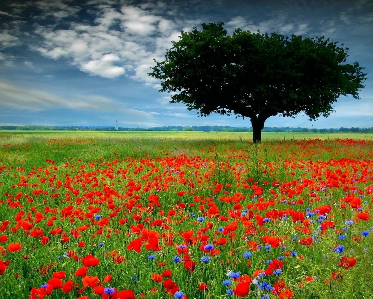 feld mohnblumen blumen baum