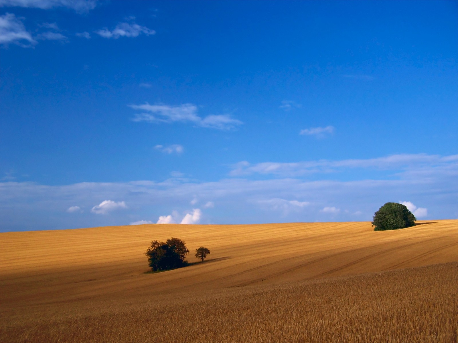 campo alberi cielo spazio