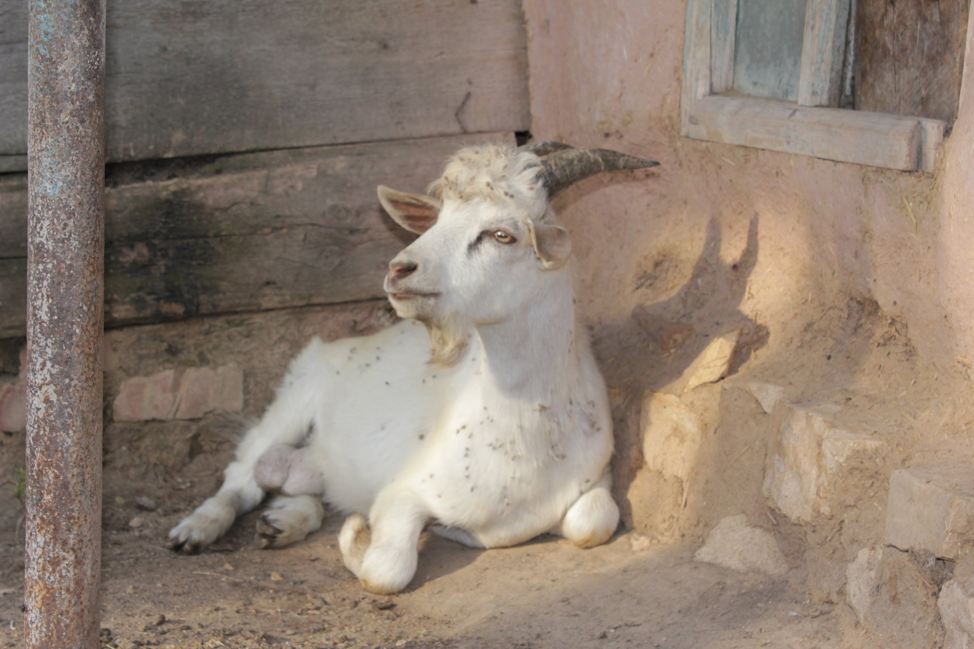 capra capra villaggio terra