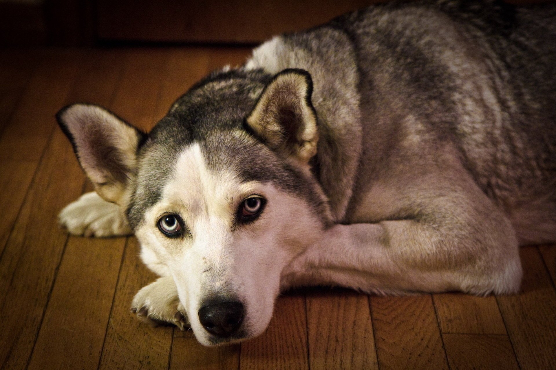 amigo perro casa