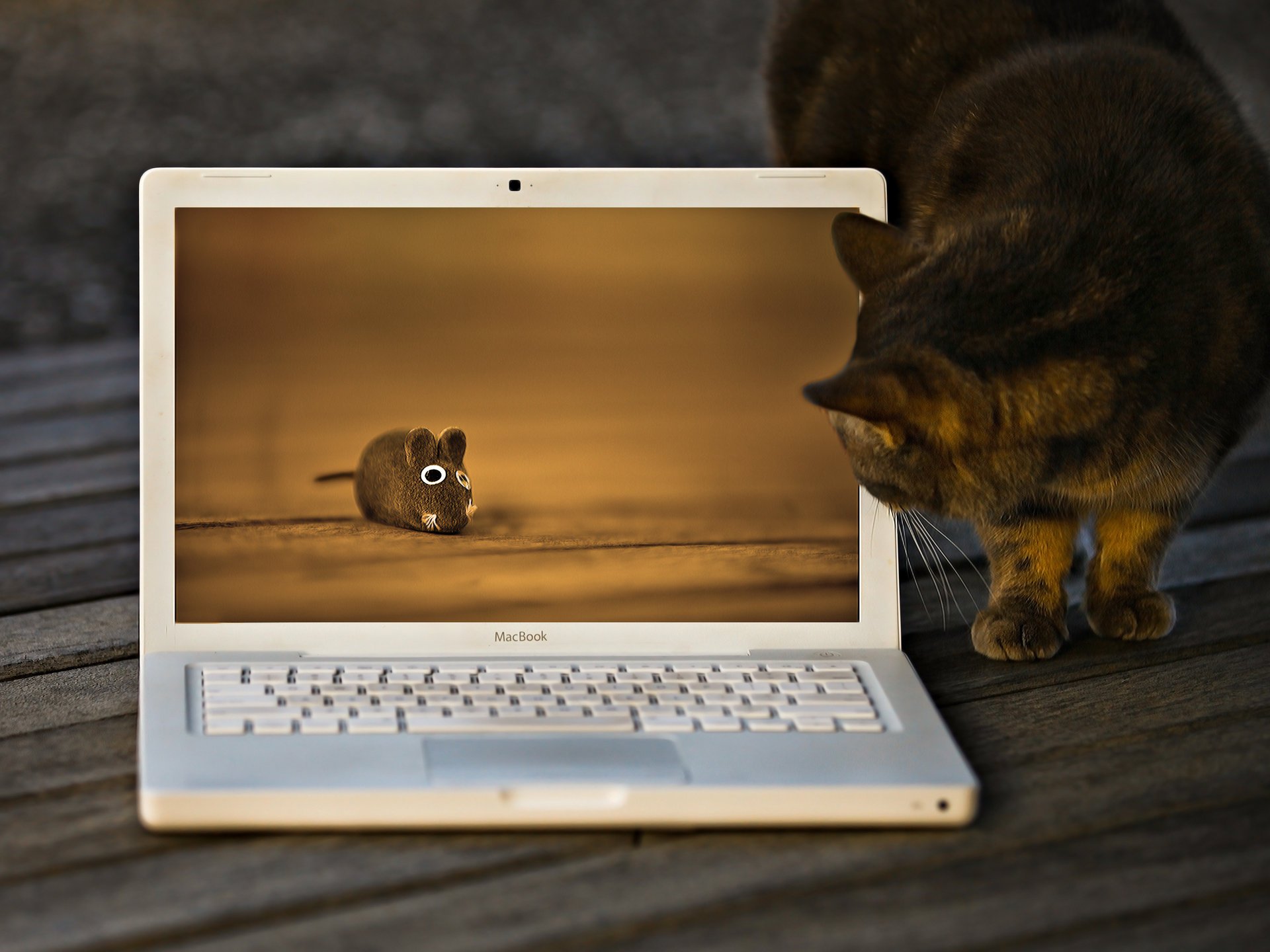 gatto giocattolo macbook mouse gatto