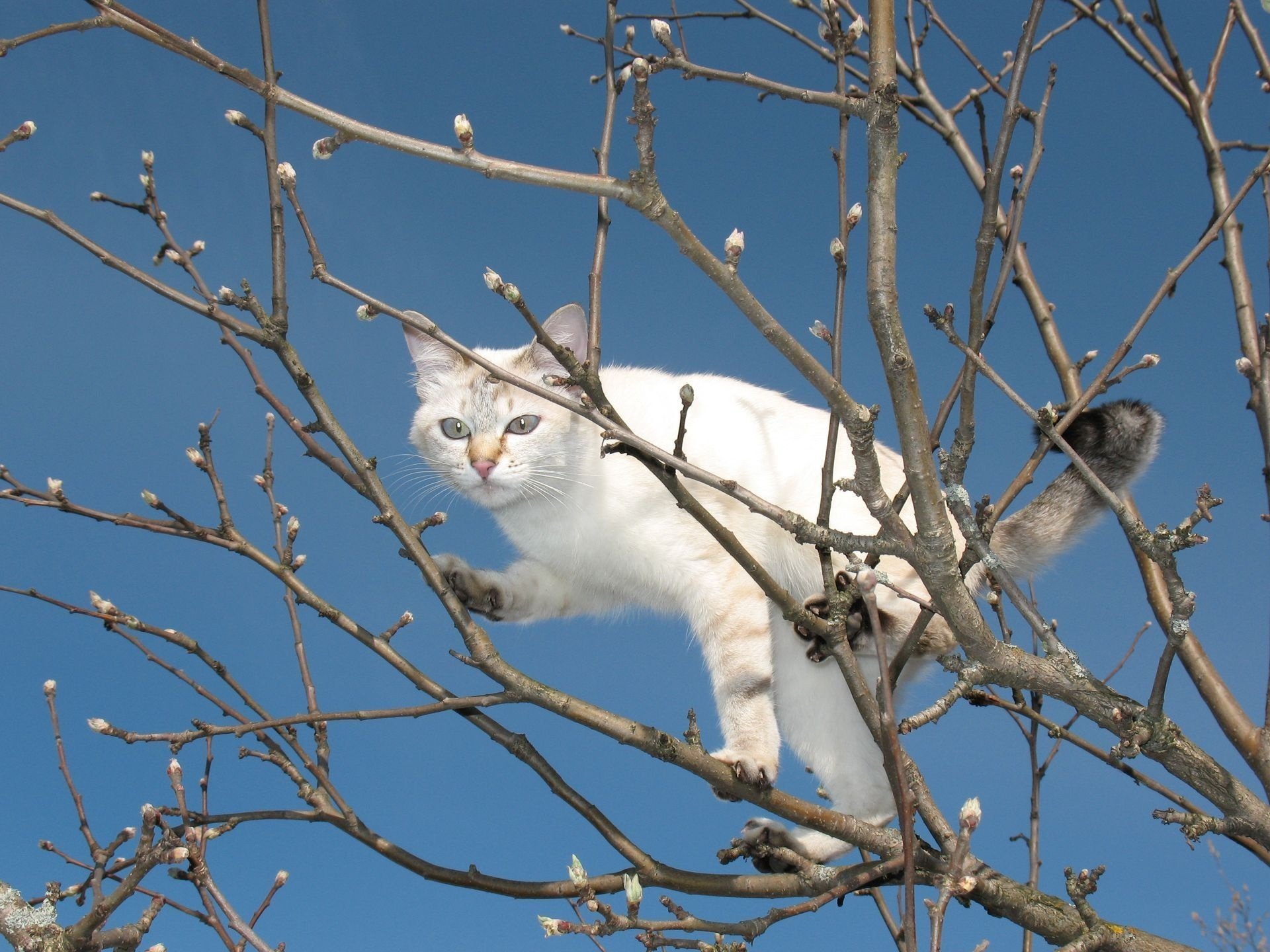 kote arbre printemps branches