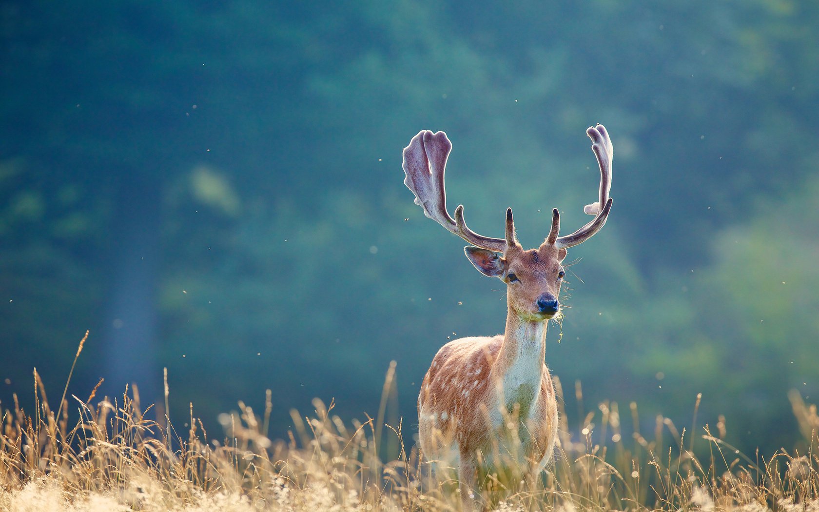 deer horns gra