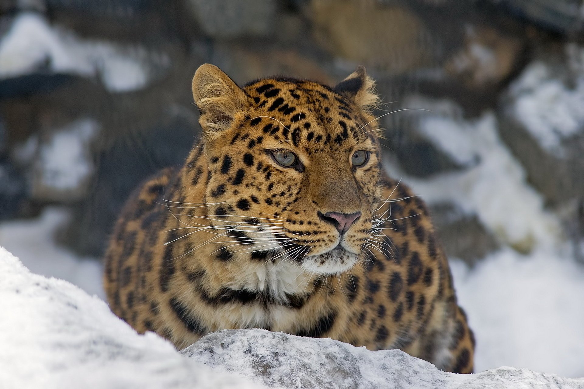 look leopard mustache face