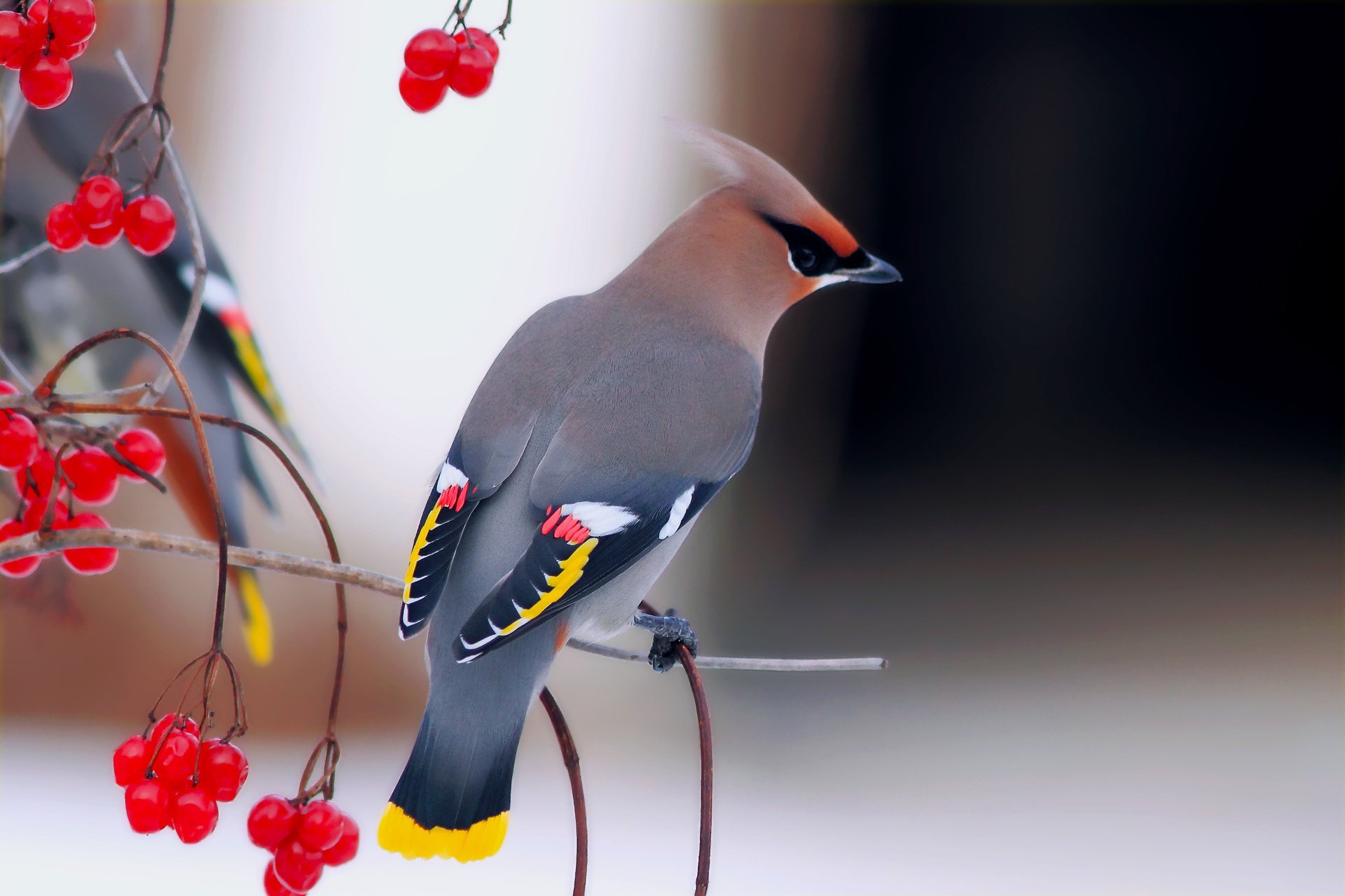 birds kalina beautiful branches the waxwing