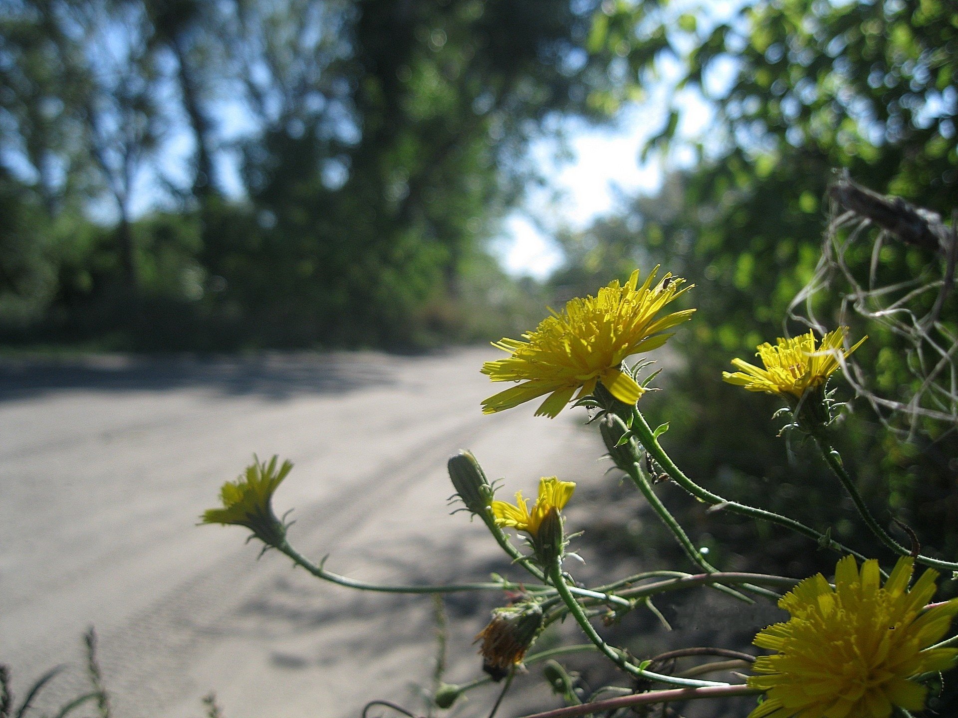 fleurs jaune sauvage route