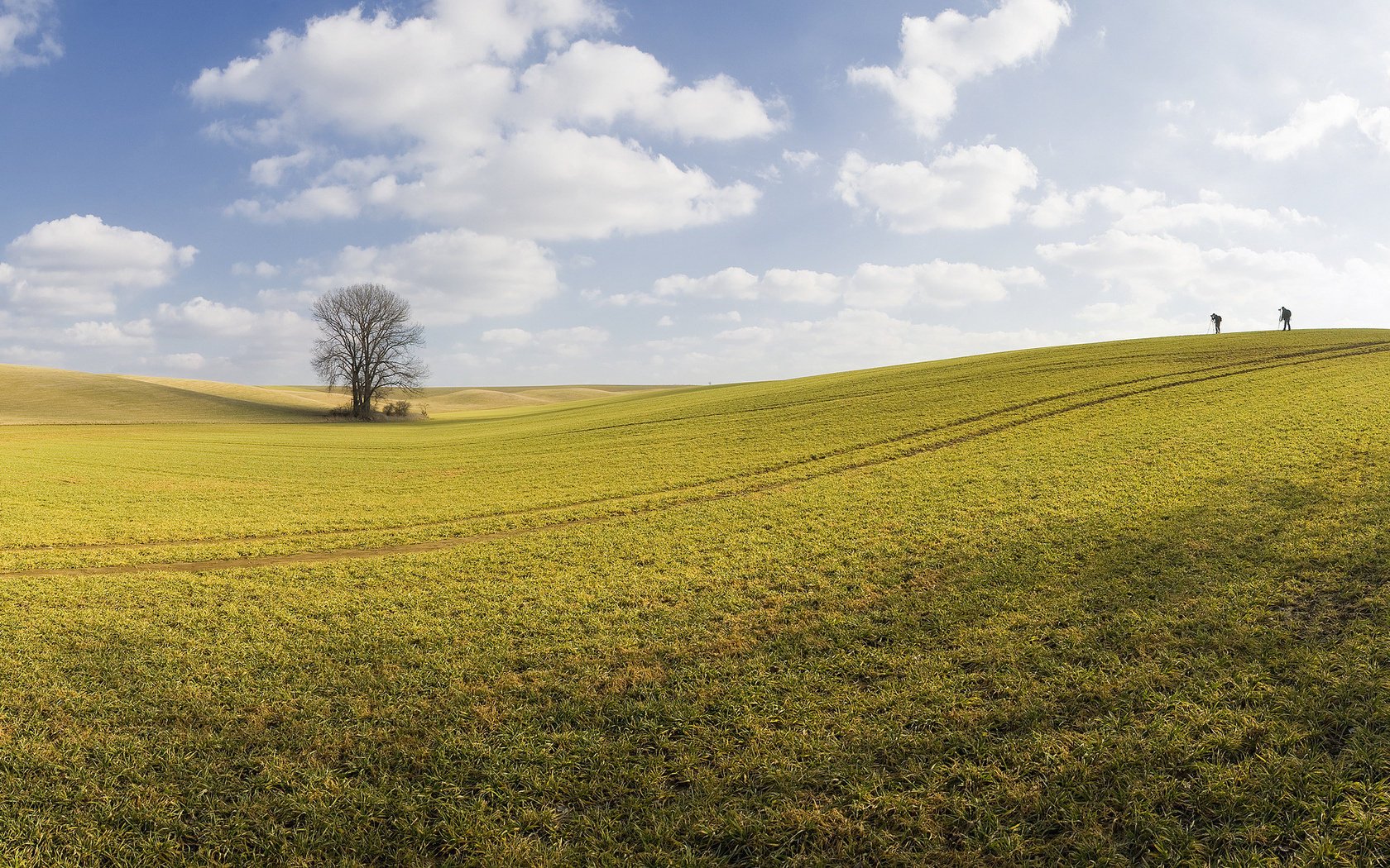 photographes arbre champ printemps ciel