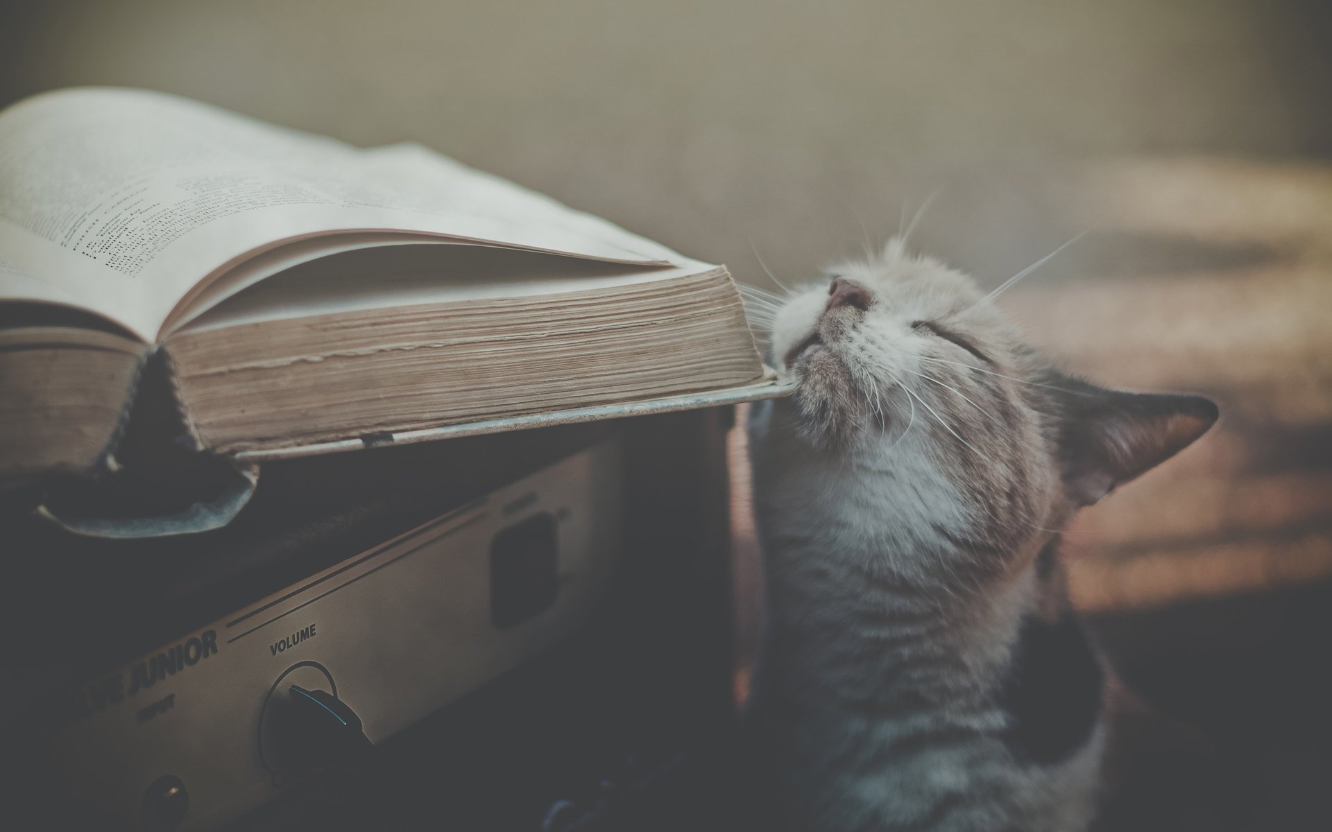 gatto ricevitore libro