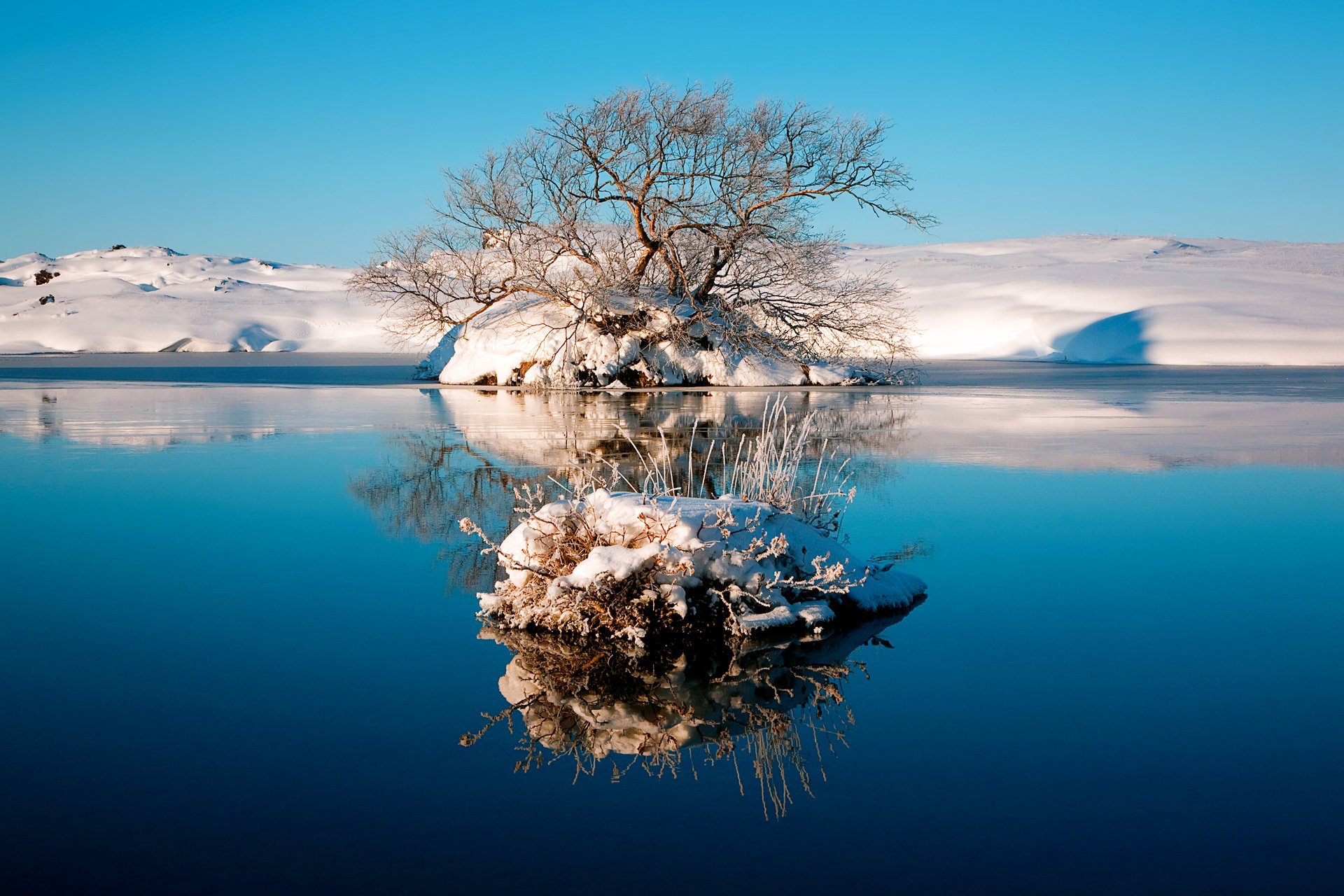 tree the sky winter water lake