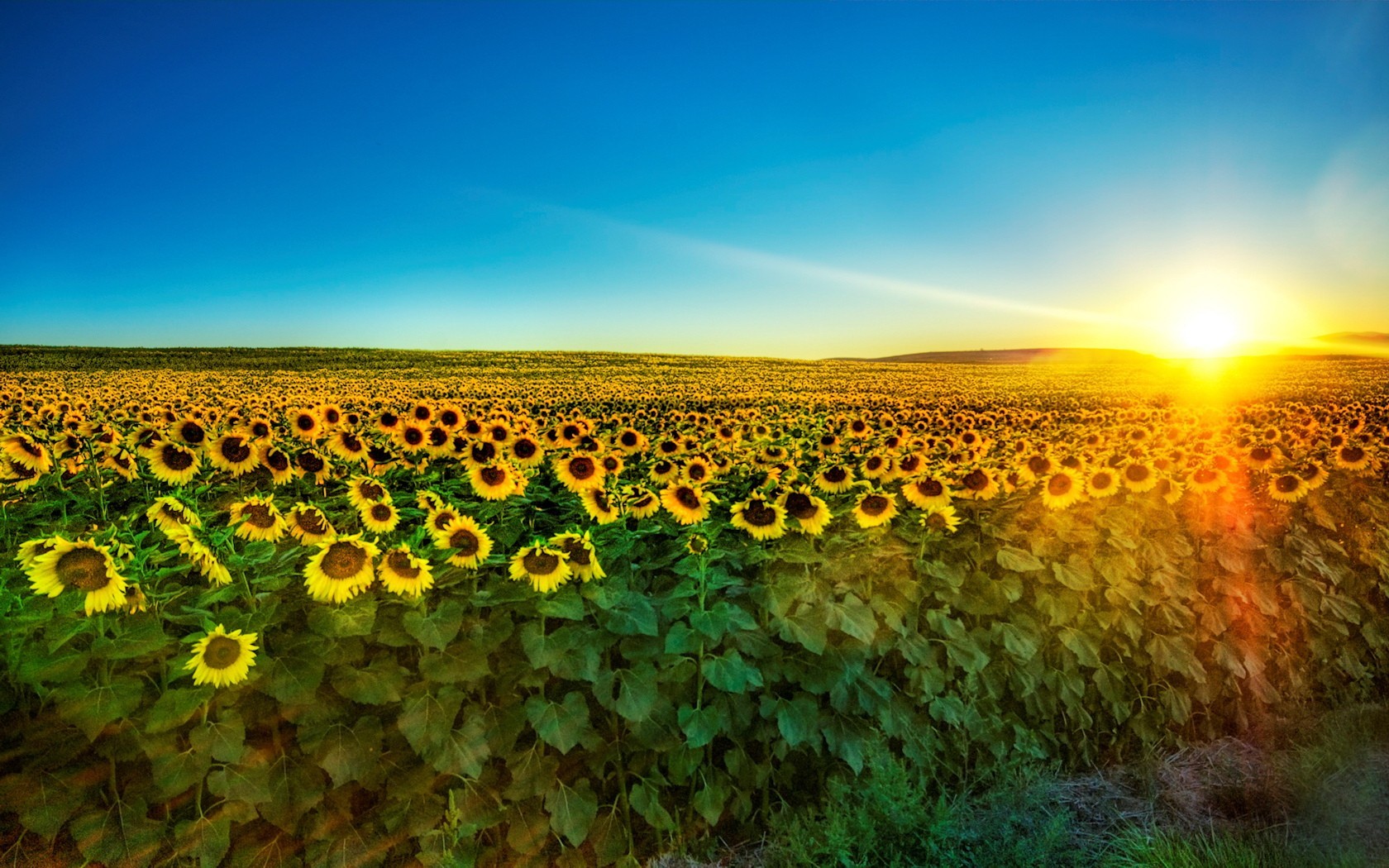 girasoles sol mañana