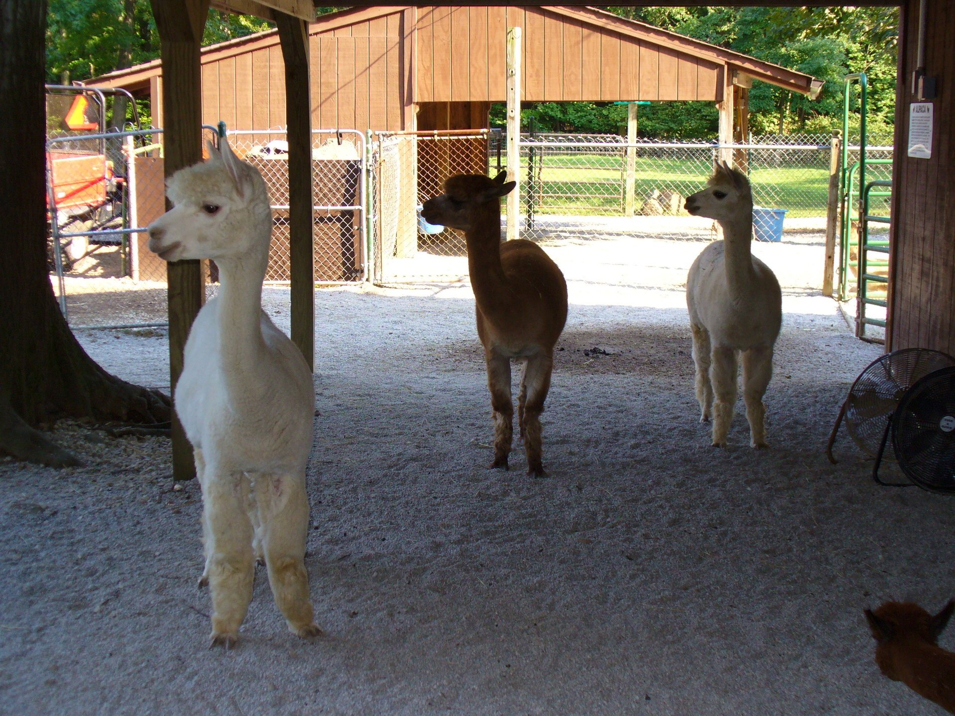 alpaca invierno