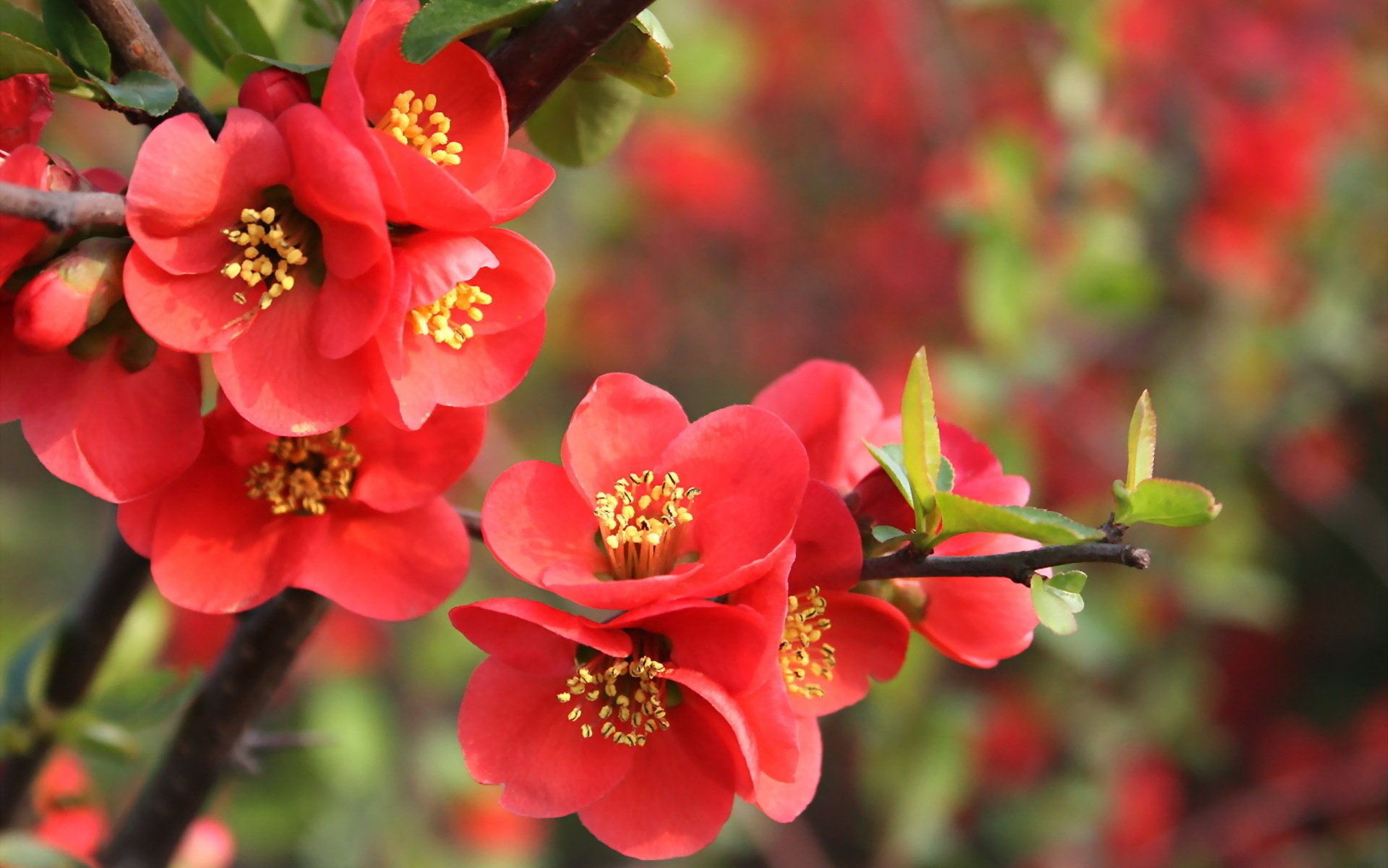 naturaleza flores granate primavera hojas rama rojo