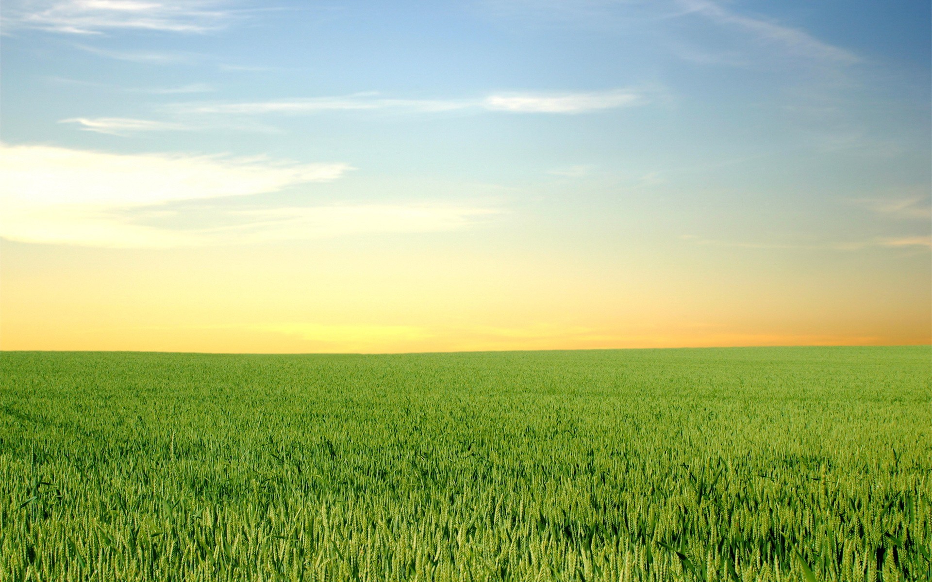 the field green horizon