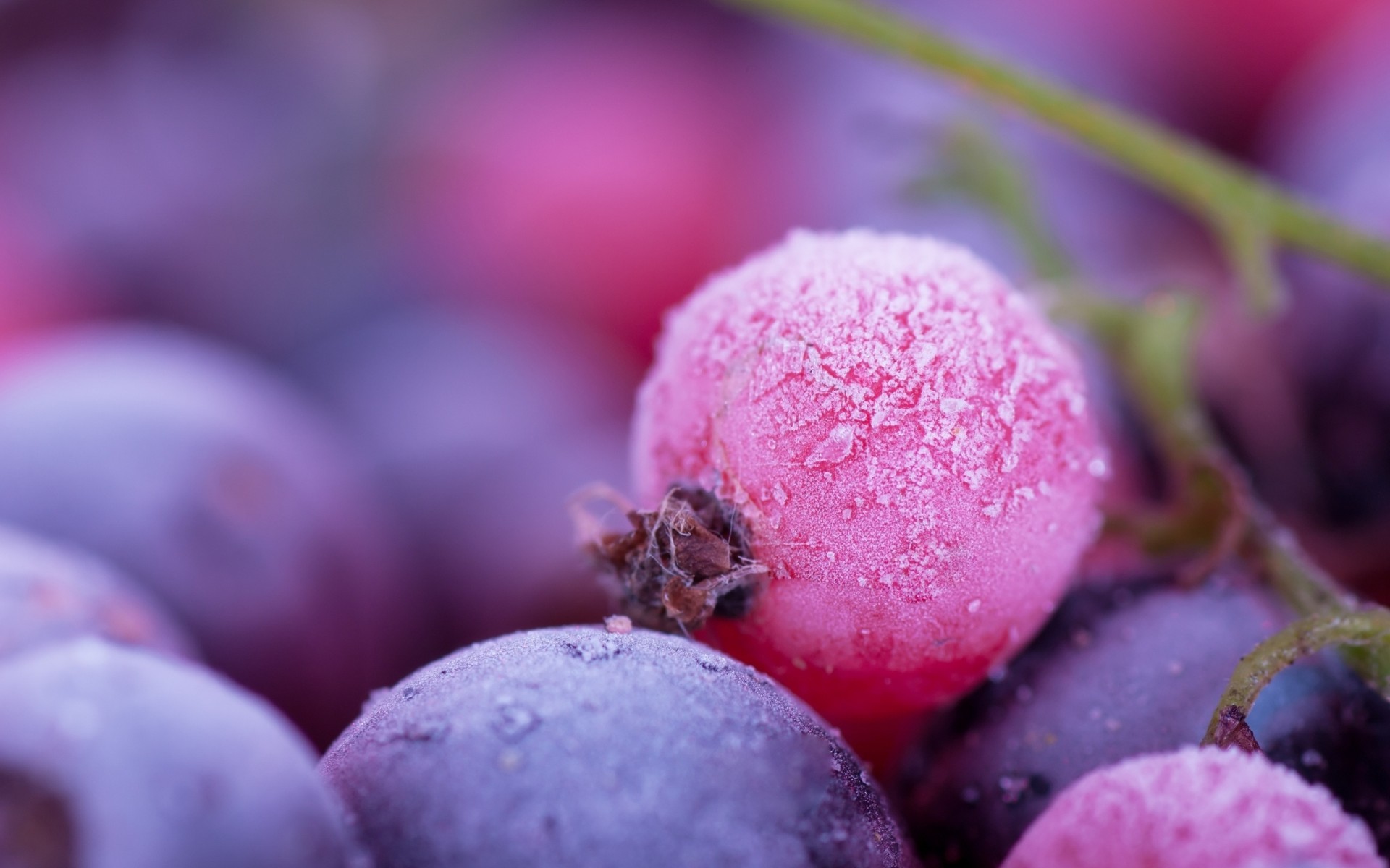 grapes close up berry