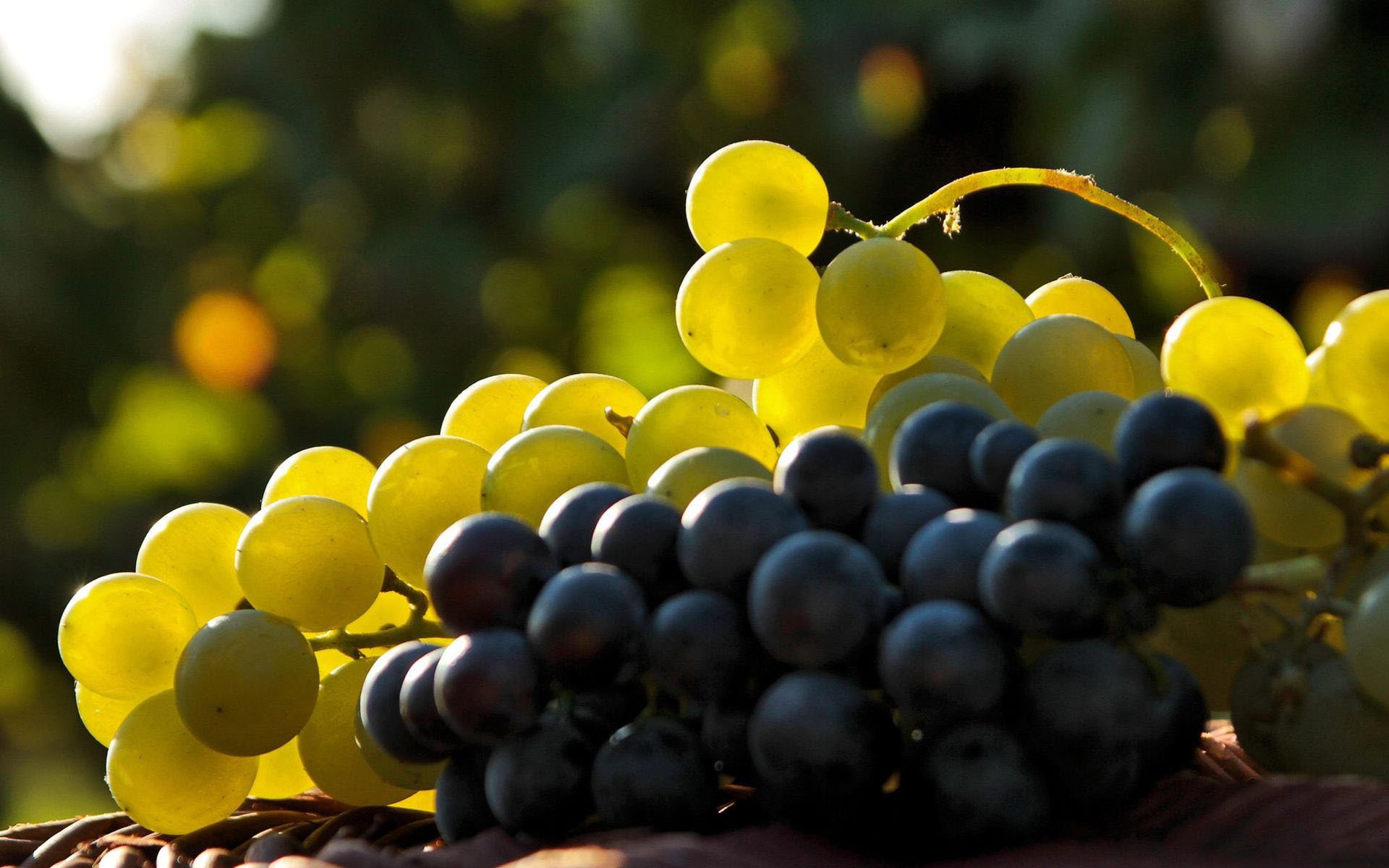 uvas racimo bayas cepillo luz