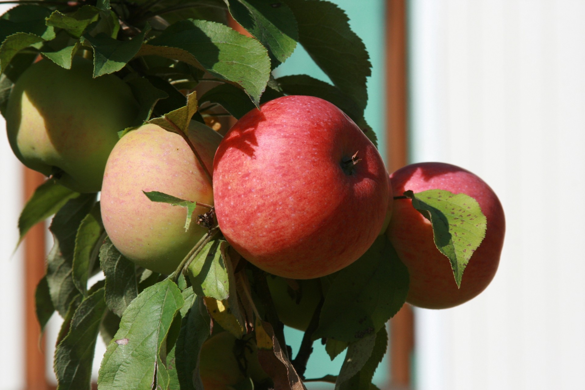 manzana naturaleza comida planta manzanas