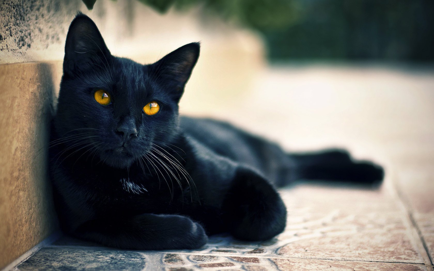 cat cat looks cat black