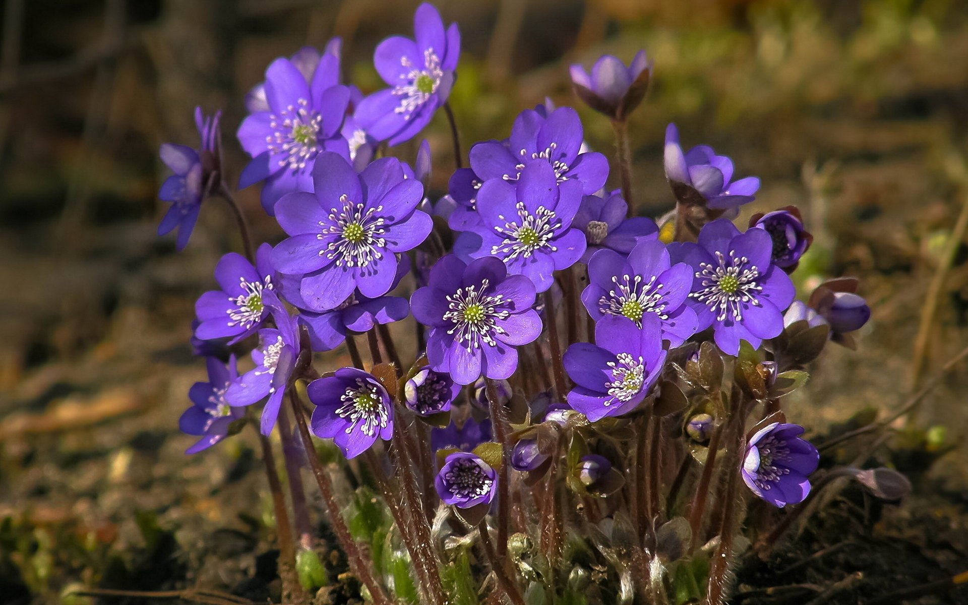 fiori violette primavera natura