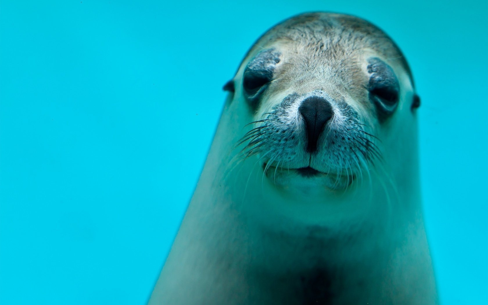 l acqua blu guarda foca