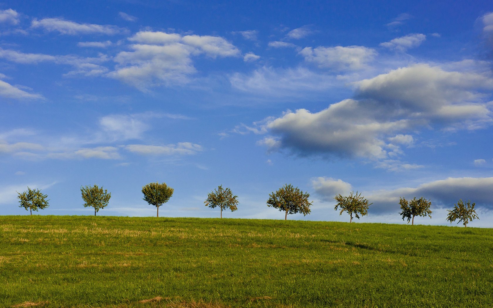 the sky trees field summer