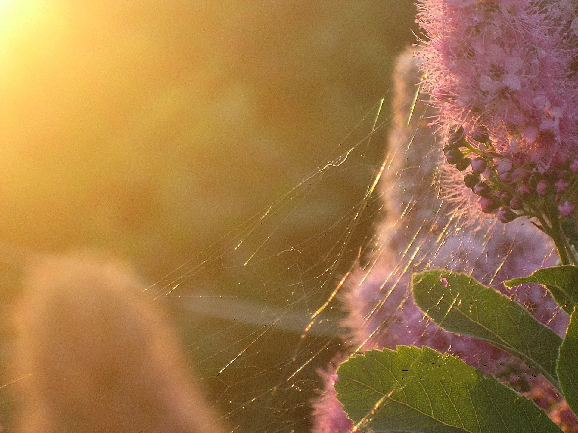 blume rosa spinnennetz sonnenuntergang