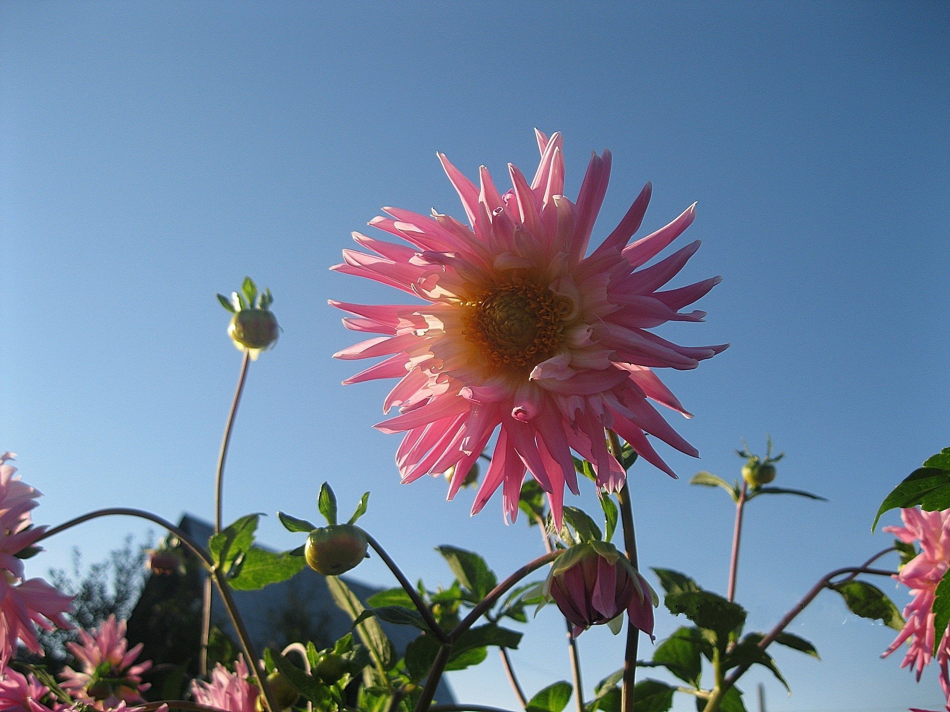 frottee blume rosa dahlie klarer himmel