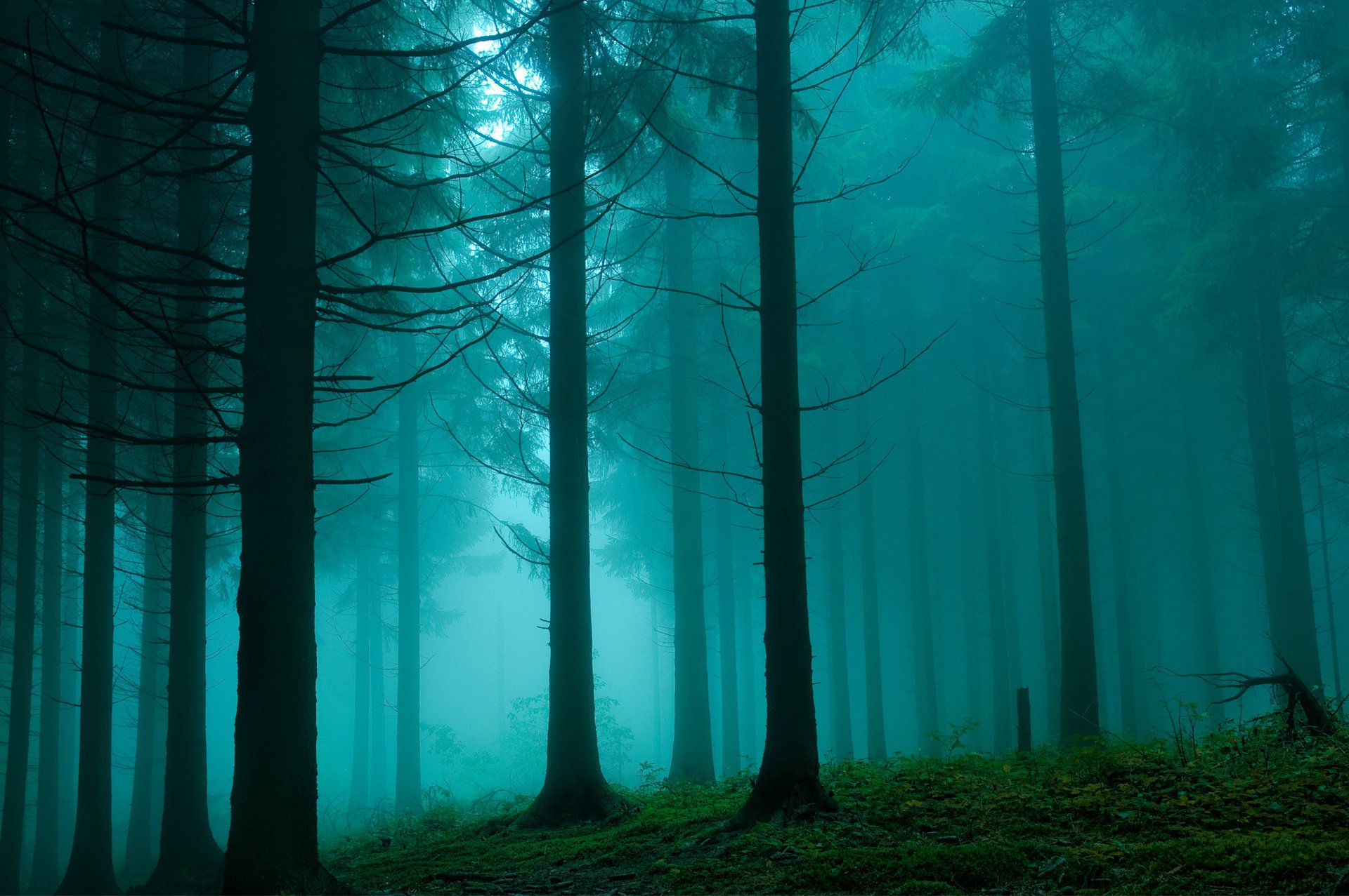 nature forest haze