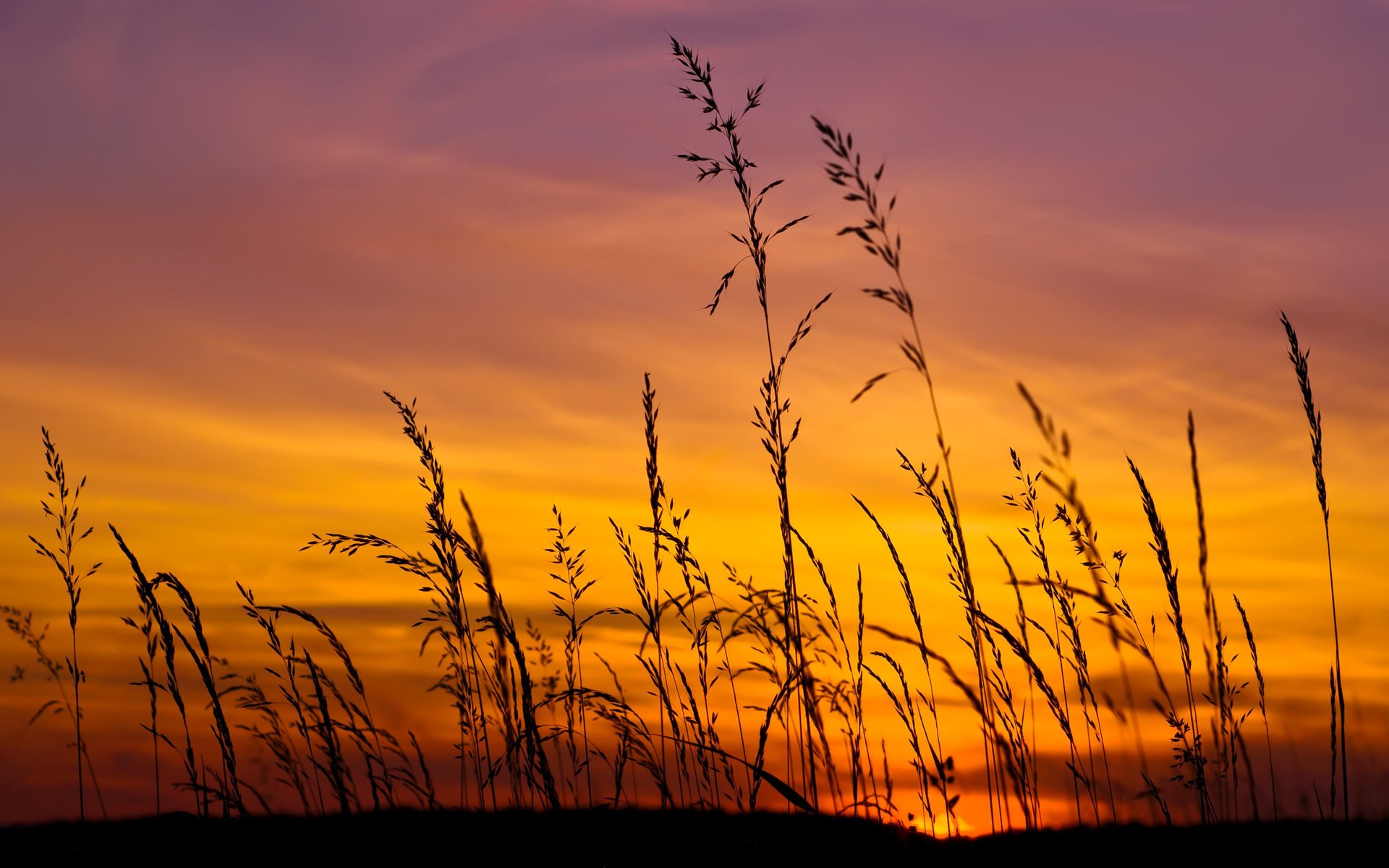 coucher de soleil champ ciel soleil herbe