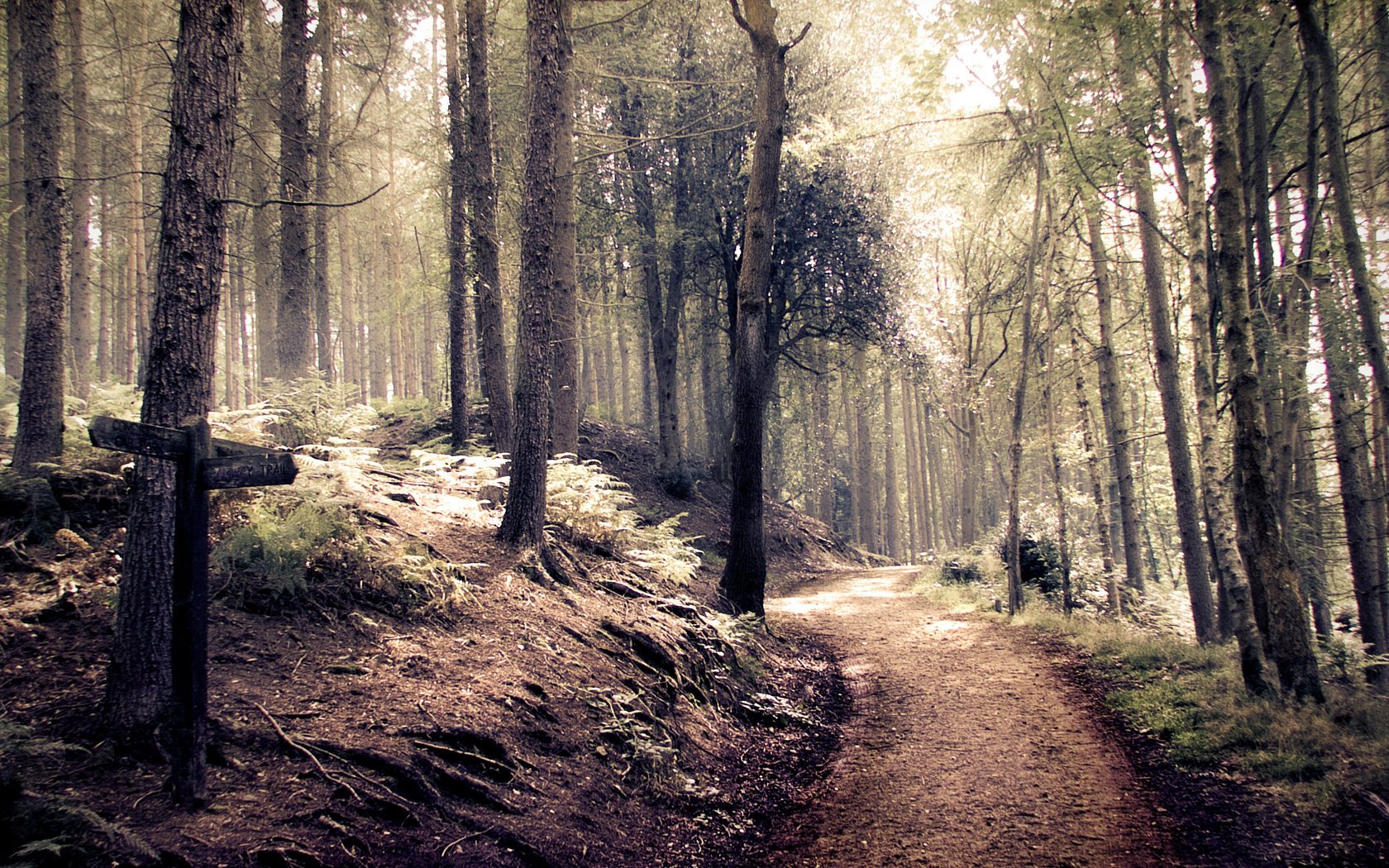 tyle forest path indie forêt route pointeur