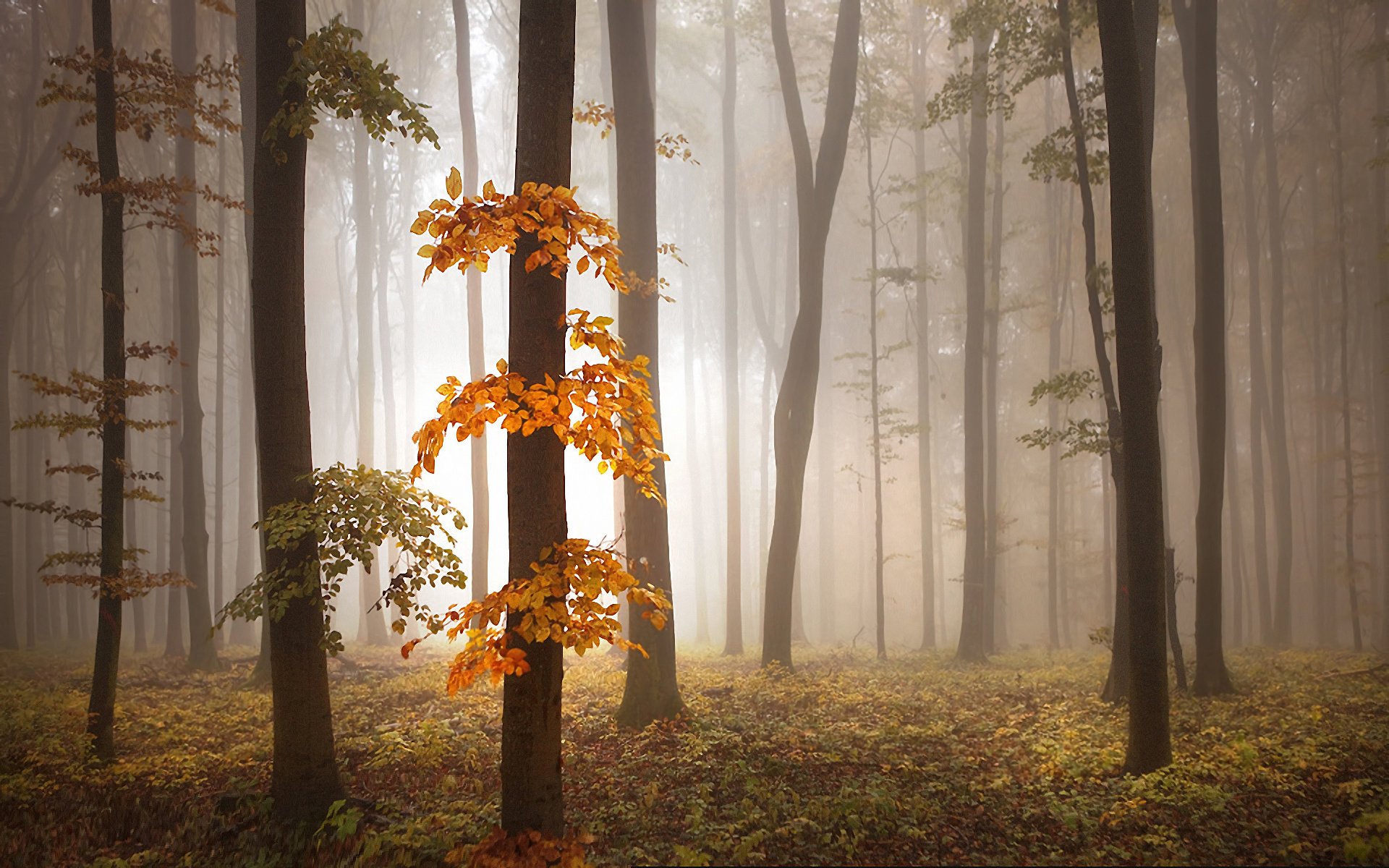 otoño árboles niebla