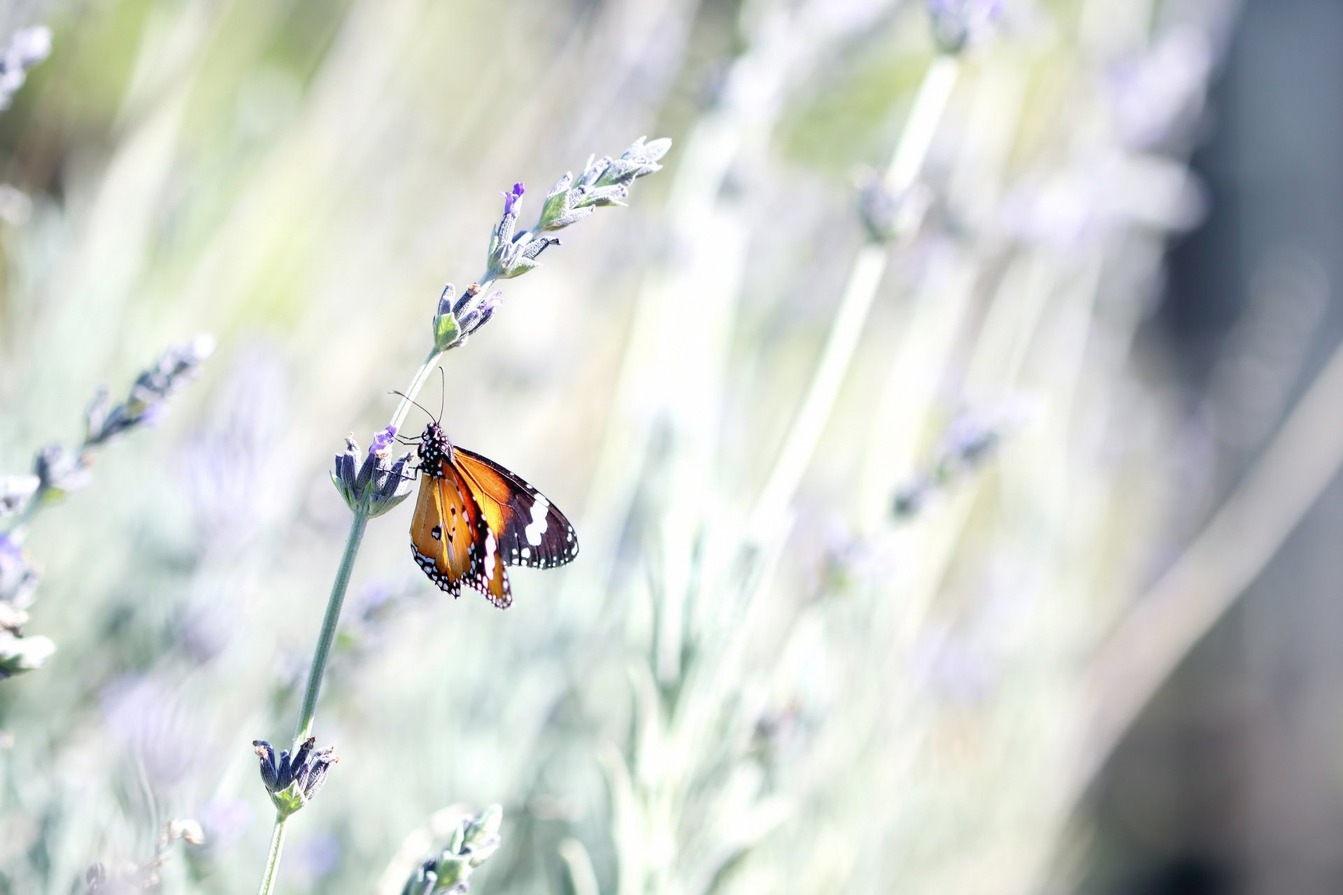 lavande fleur insecte papillon été tige