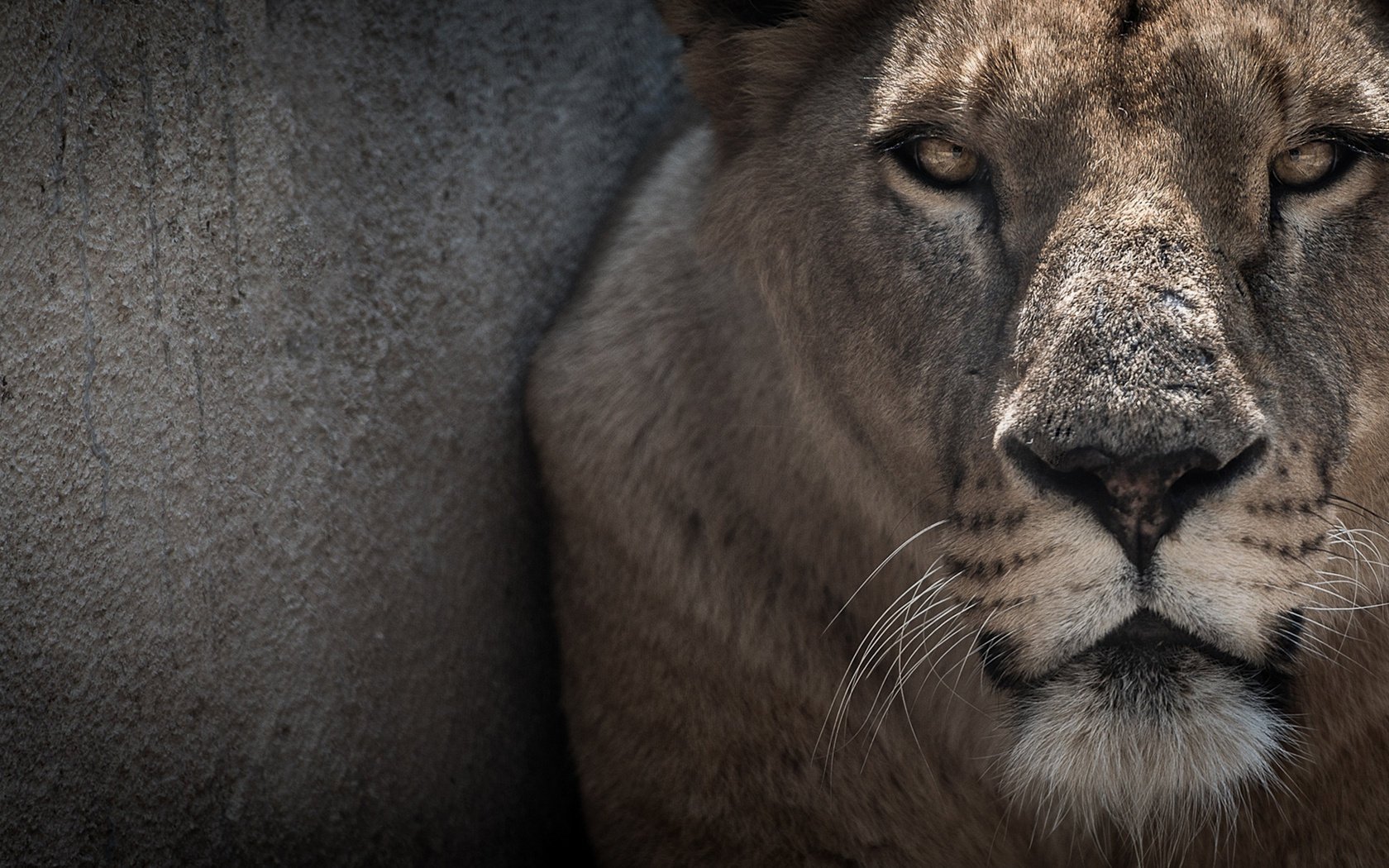 lioness wall face