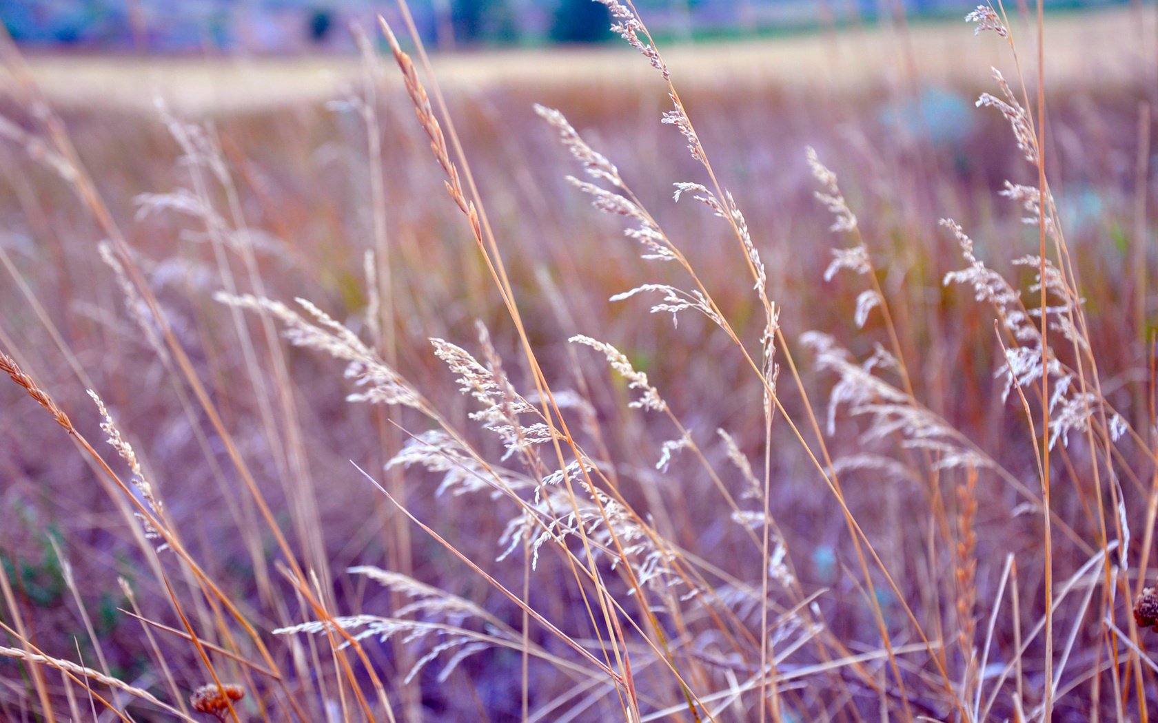 field grass the steppe